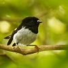 Lejscik novozelandsky severni - Petroica macrocephala toitoi - North Island Tomtit - miromiro 2429-1